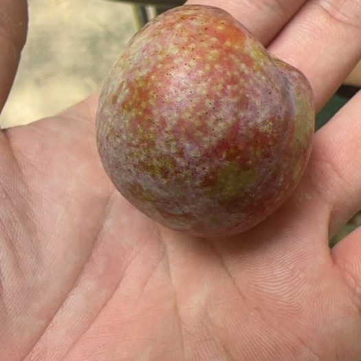 惠州三华李