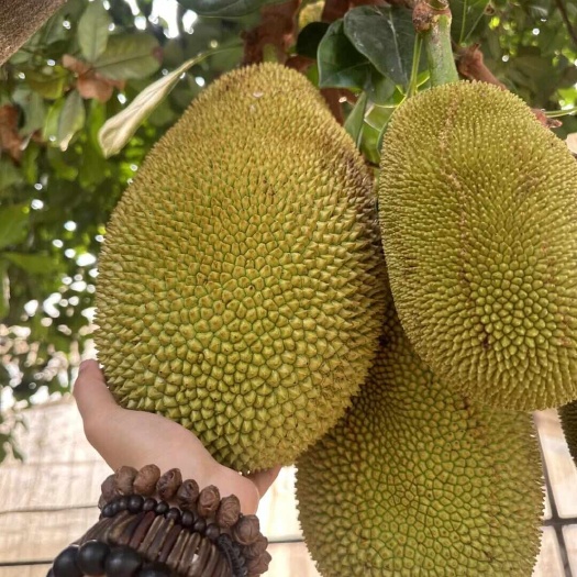 上林县菠萝蜜
