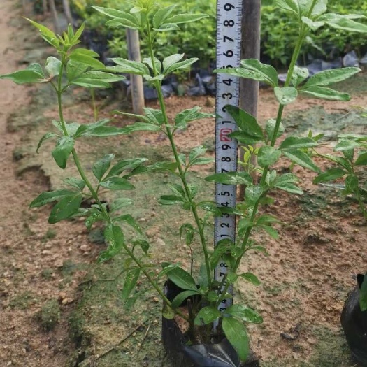 漳浦县云南黄素馨 迎春花 福建 袋苗 杯苗 小苗 出售 批发 零售