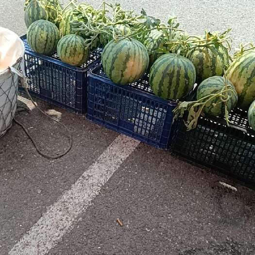 上海西瓜