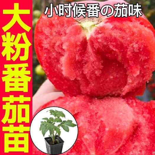 沭阳县大粉番茄苗