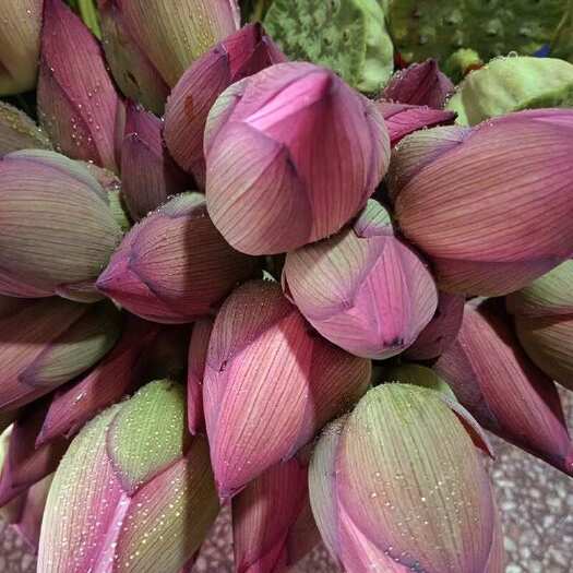 祁阳市莲花新鲜荷花现摘湖南红莲花苞带杆发货观赏食用鲜花花束花卉