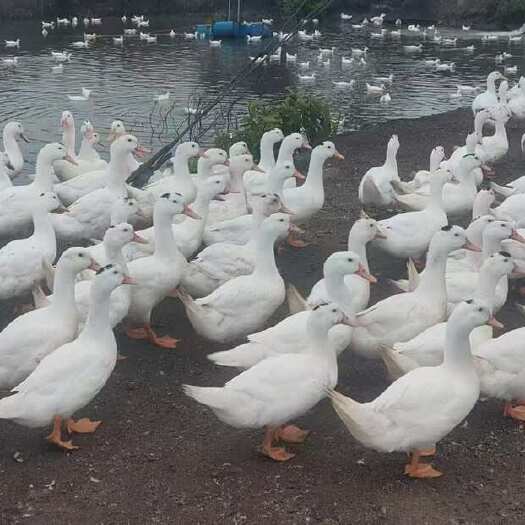 合浦县一点黑