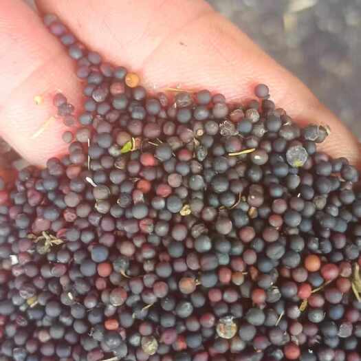 三明华油杂50品种油菜籽