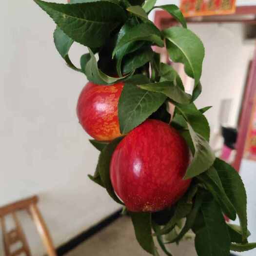 枣阳市新鲜黄心油桃   电商一件代发