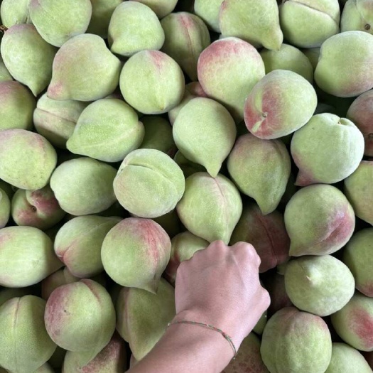 云南鹰嘴桃 一件代发  批发 代办