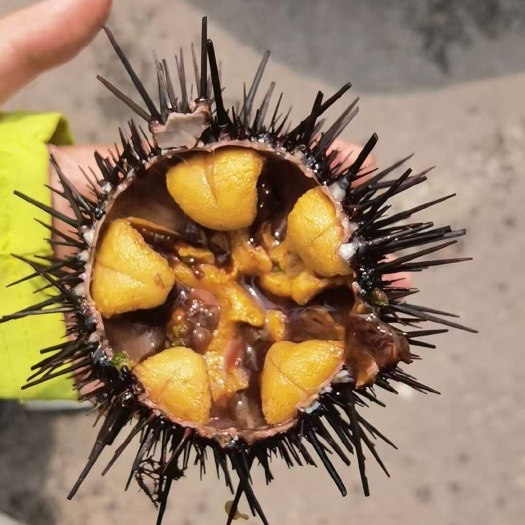 大连大连黄海紫海胆（3两+）