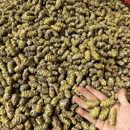 昆明云南铁皮石斛大颗粒枫斗产地直销价格便宜整袋走加1元就卖