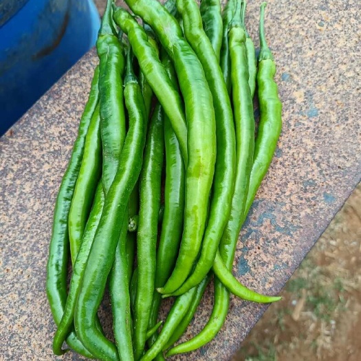 南宁大量线椒