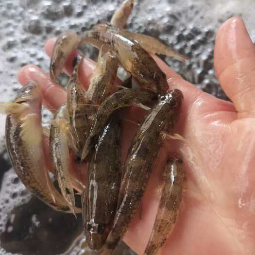 南宁山坑鱼黄鱼石头鱼爬山虎狗母鱼黄花鱼小鱼