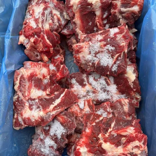 锡林浩特牛背肩骨