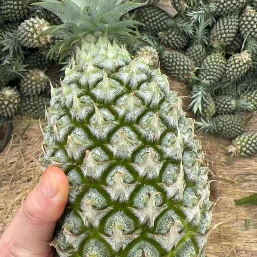 台农16号 甜蜜蜜凤梨菠萝