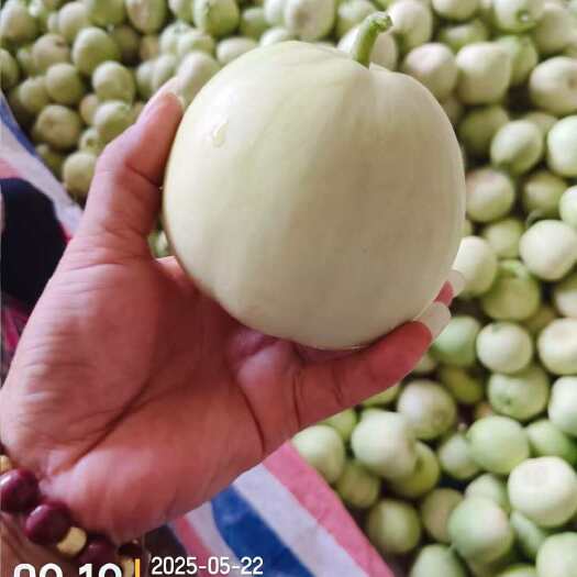 宾阳县今天的A货2/.市斤