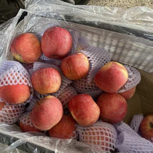 广州新疆阿克苏苹果