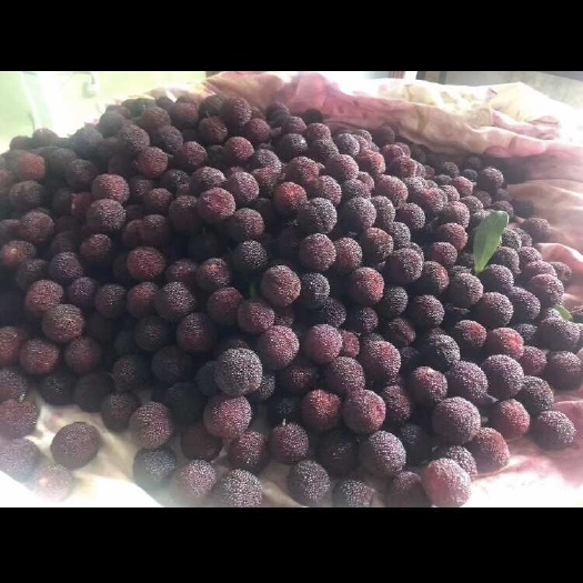 自家梅农种的高山杨梅。真正的绿色食品。