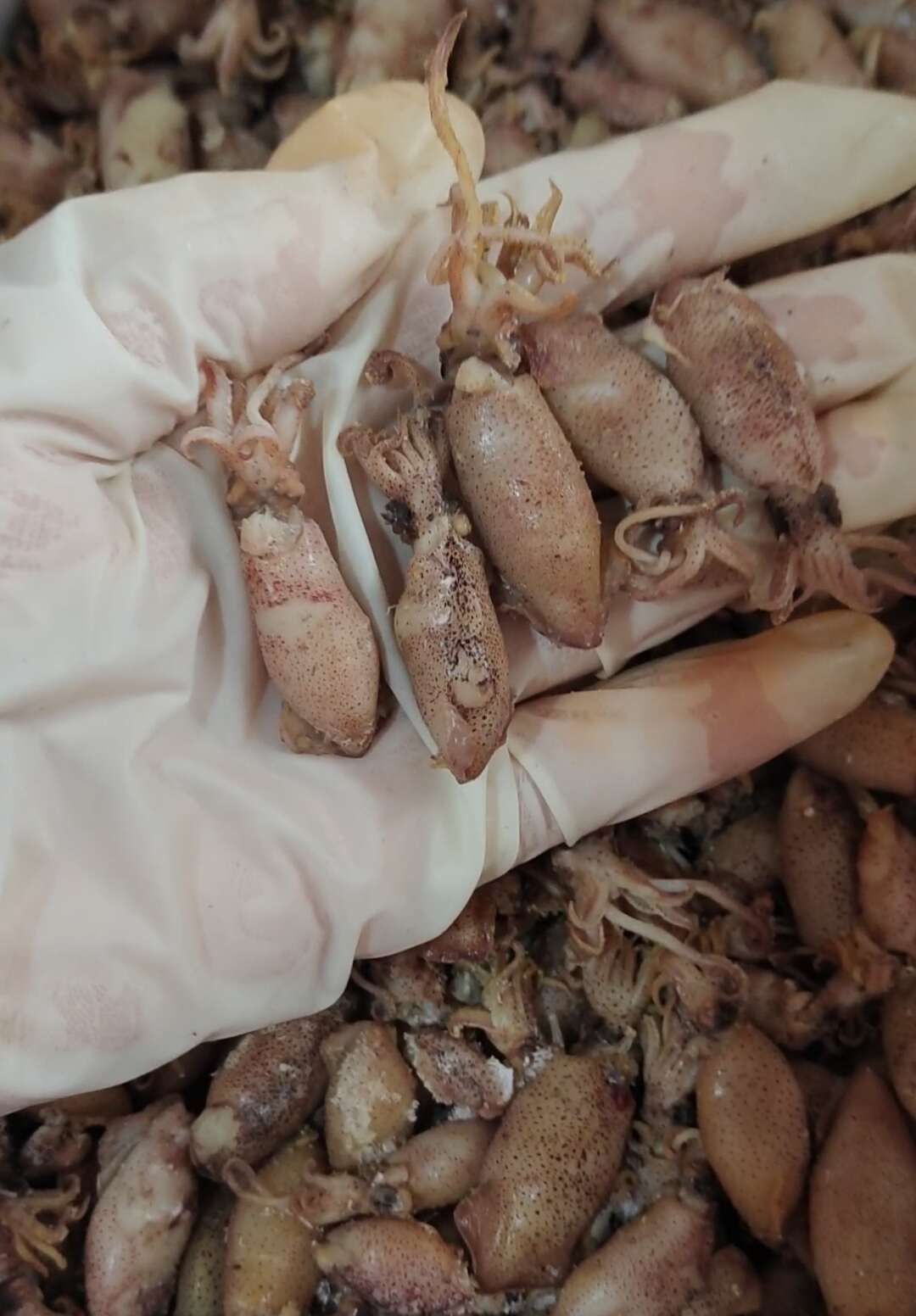 滨州海兔子，海兔干笔管鱼！干湿都有！自家渔船上的货！麻辣海鲜食材