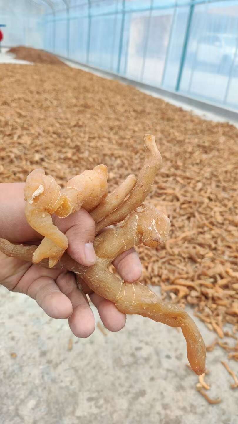 黄精
