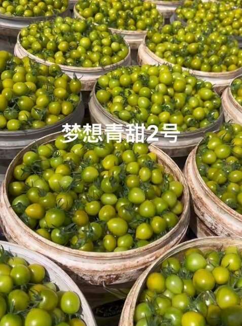 济南圣女果番茄青甜2号