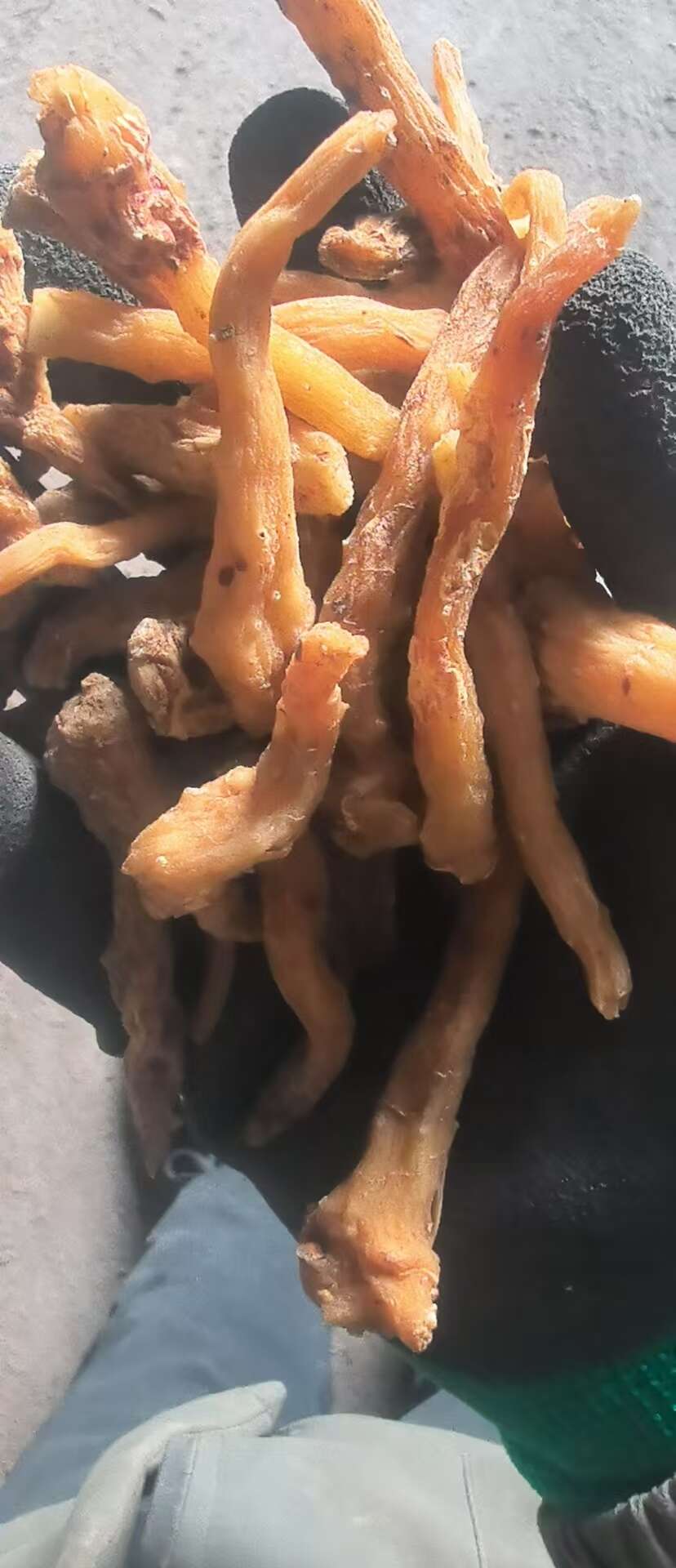 黄精