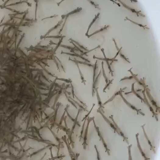 广州草虾苗，也称斑节对虾，黑虎虾，基地直供虾苗，提供养殖技术指导