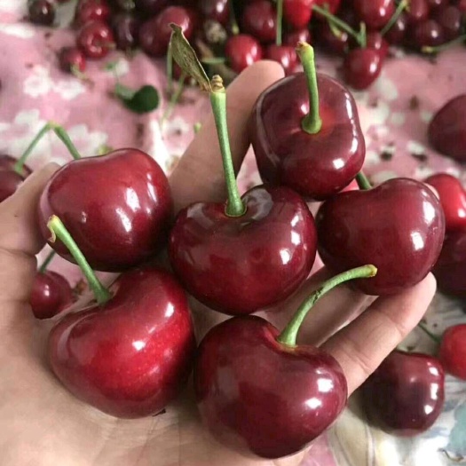 蒙阴县山东大红樱桃