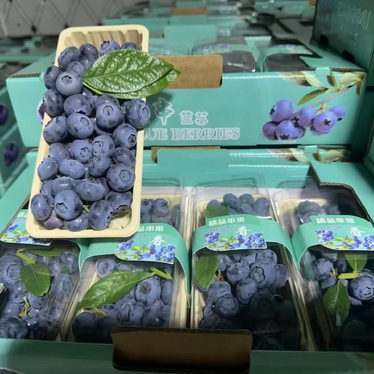 临沭县山东蓝莓串果大量上市，支持各种精包装，支持对接全国客商供应链