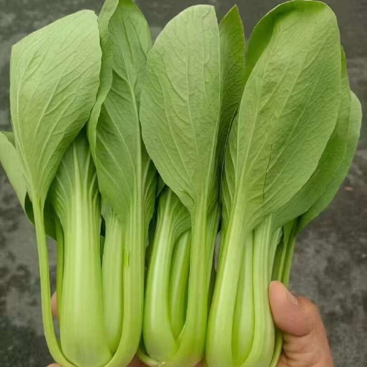南通精品上海青，小白菜，自产自销，新鲜叶菜基地直发