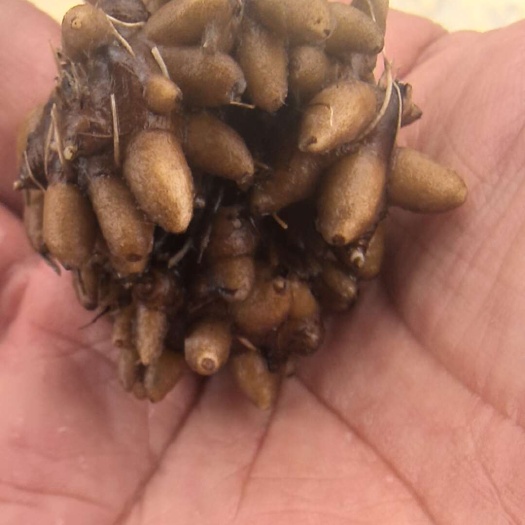 阜南县猫爪草统货