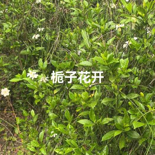 水栀子种子苗