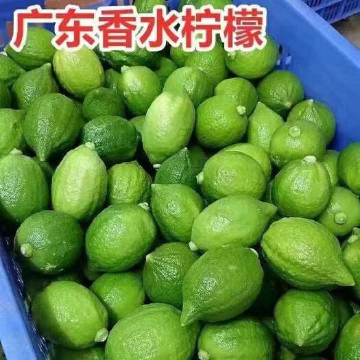 清远广东湛江香水柠檬批发代发网店货源直供一级果二级果拼多多代发