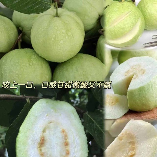 廉江市大量现货珍珠番石榴，红心芭乐，白心芭乐实力代办支持一件代发