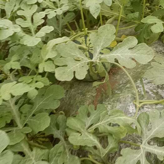 全州县石塘大棚麒麟西瓜开园了