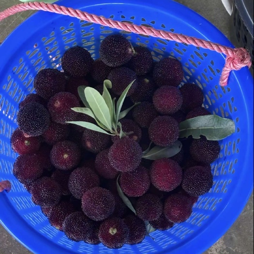 连州市季节水果 东魁杨梅 甜过初恋