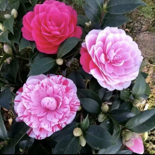 漳平市五色茶花