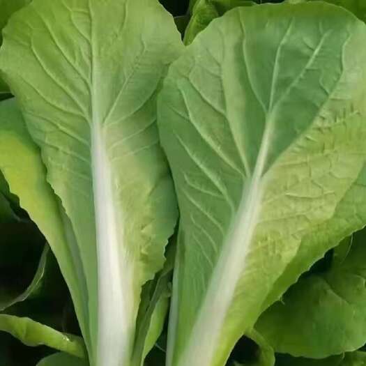南通精品小白菜，快菜，上海青各类新鲜叶菜