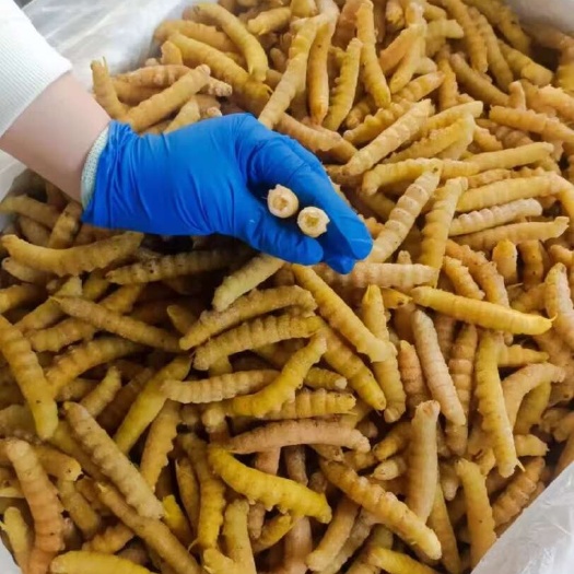 安丘市精品大豆虫
