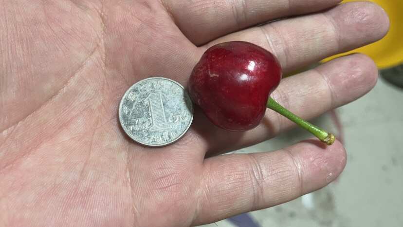 合阳县樱桃，品种齐全支持一件代发，有合作的来