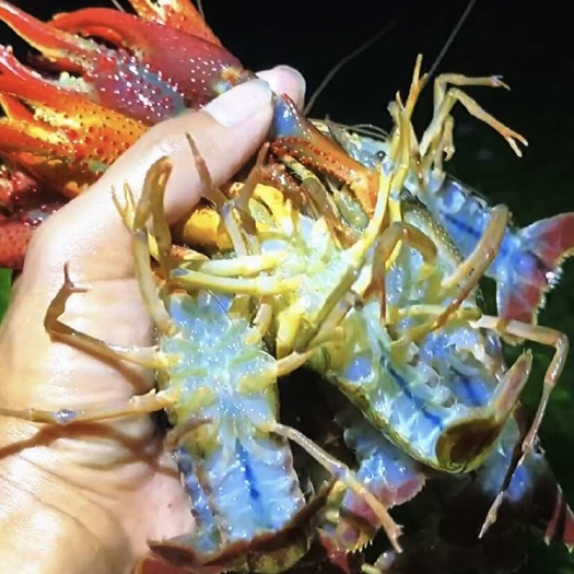 【精选】湖北洪湖市小龙虾，大中小规格齐全，产地直供，底板干净