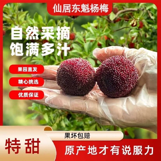 仙居县特甜浙江仙居东魁杨梅新鲜水果杨梅鲜果整箱应季送礼整箱