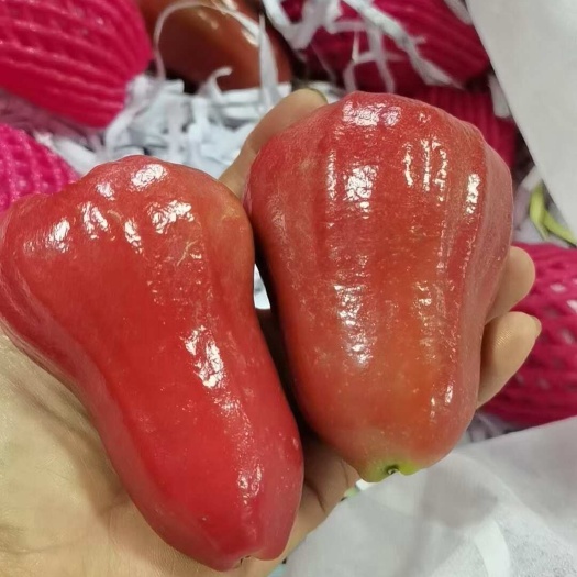 儋州市莲雾