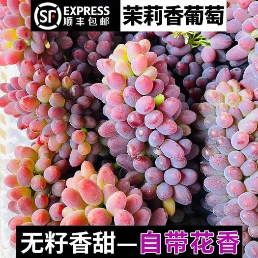 茉莉香葡萄郁金香着色香新鲜水果产地直发无籽葡萄【顺丰快递】