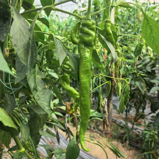 宁都县螺丝椒。基地直供