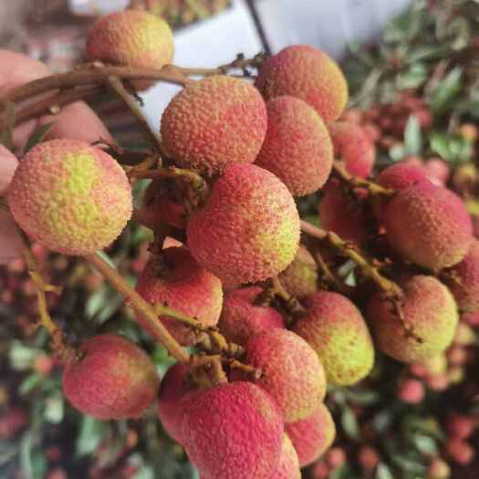 荔枝