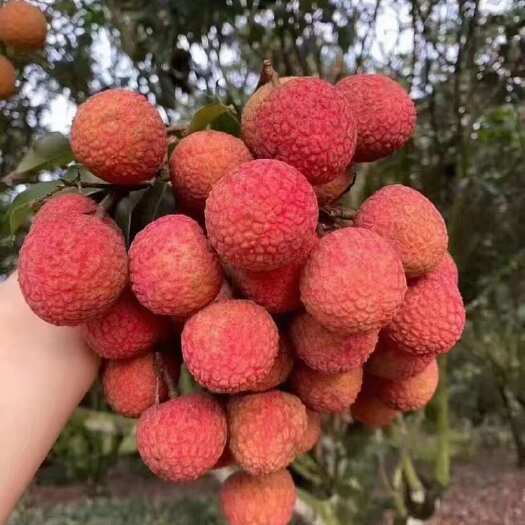 高州市新鲜广东茂名高州荔枝现摘现发口感清甜果大核小品质佳
