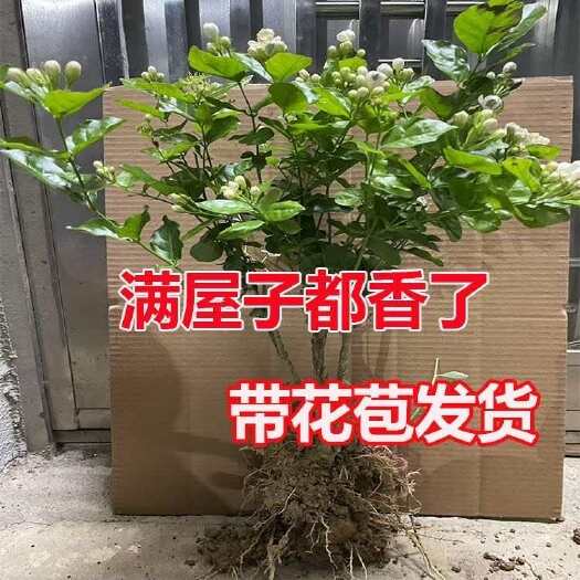 横州市广西横县重瓣茉莉花苗自家种植茉莉花苗盆栽地栽易种植包技术