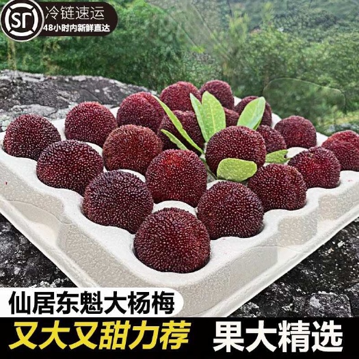 仙居县仙居杨梅新鲜浙江台州仙居东魁杨梅鲜果现摘现发特