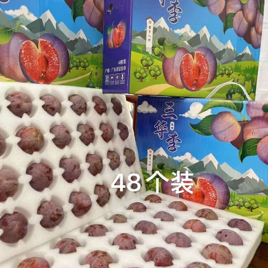 信宜市广东信宜红心三华李，应季新鲜水果，果色红润，孕妇可吃
