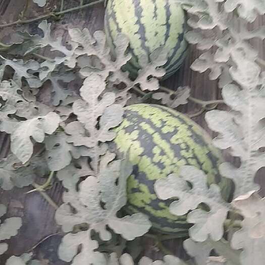 渭南直播4k，麒麟西瓜供应