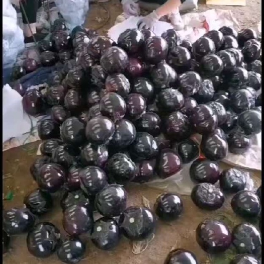 河南圆茄，规模种植，价格低，视频看货，线上保障交易。