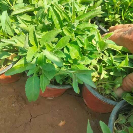 婆婆纳 婆婆纳种苗 基地直发 死苗补发 量大可优惠